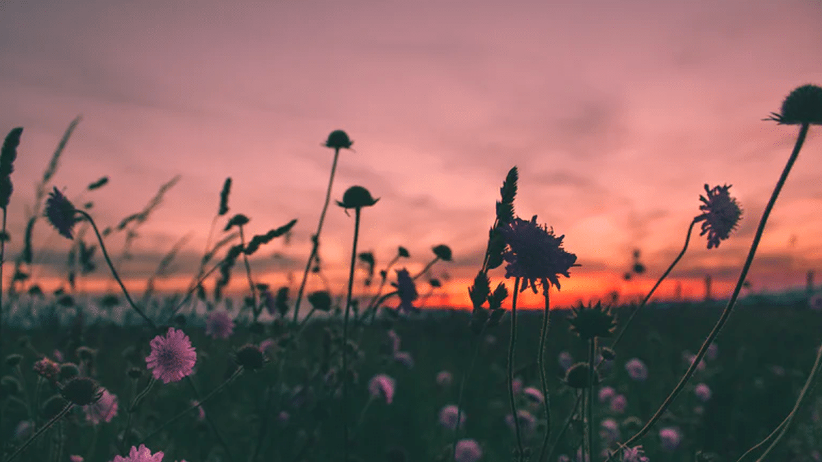 A field of flowers with the sun on the horizon.