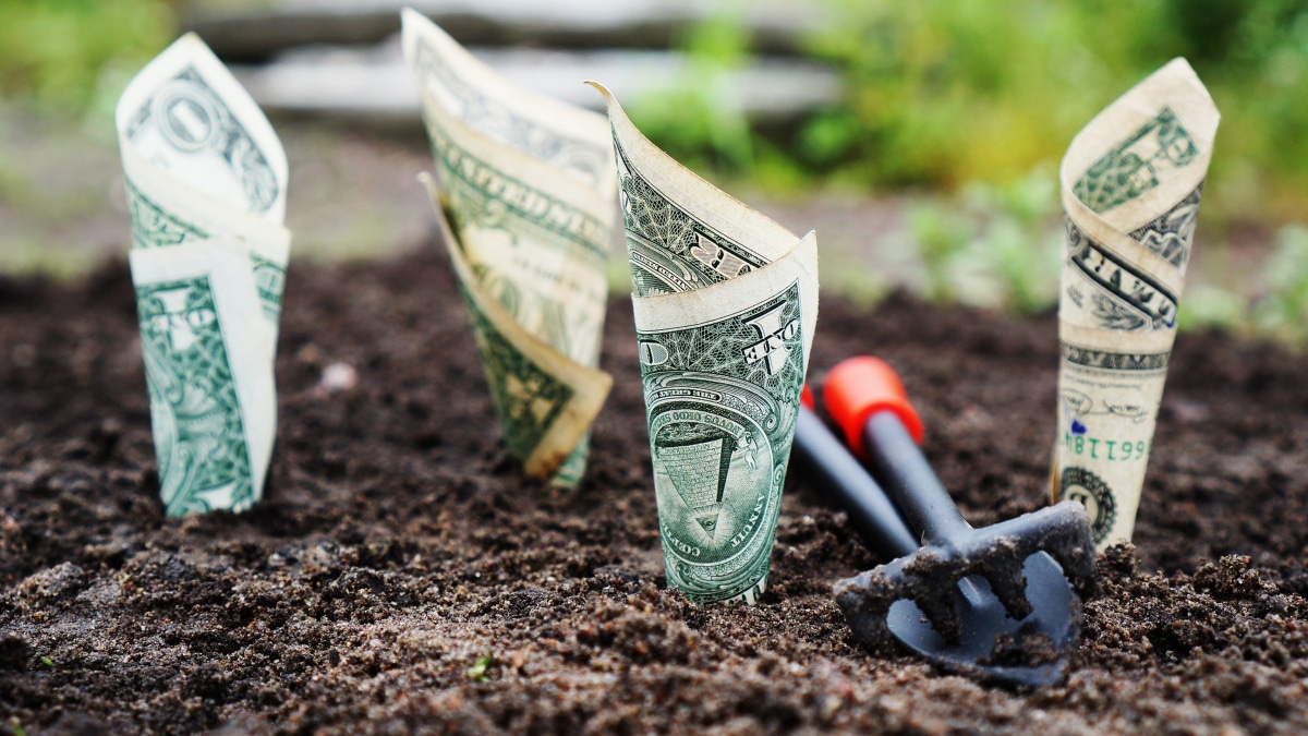 dollar bills in soil