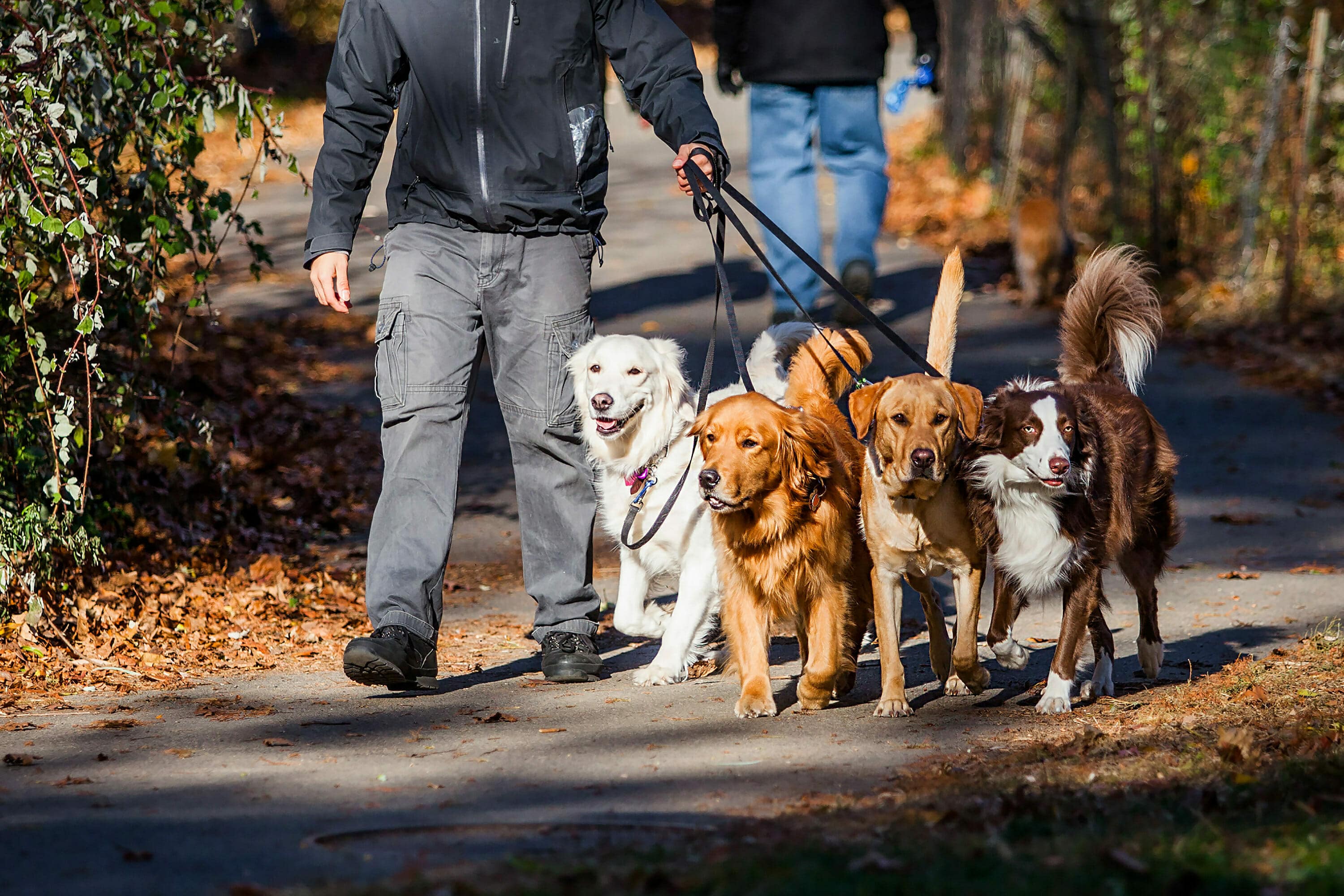ways to make money walking dogs