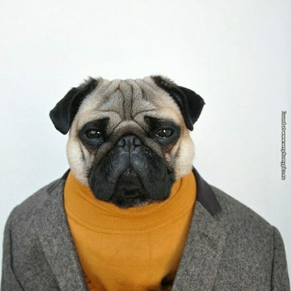 A well-dressed pug, wearing a turtleneck and blazer.