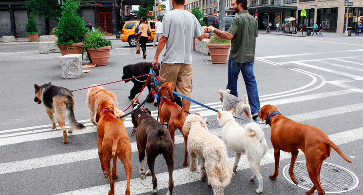 man walking many dogs