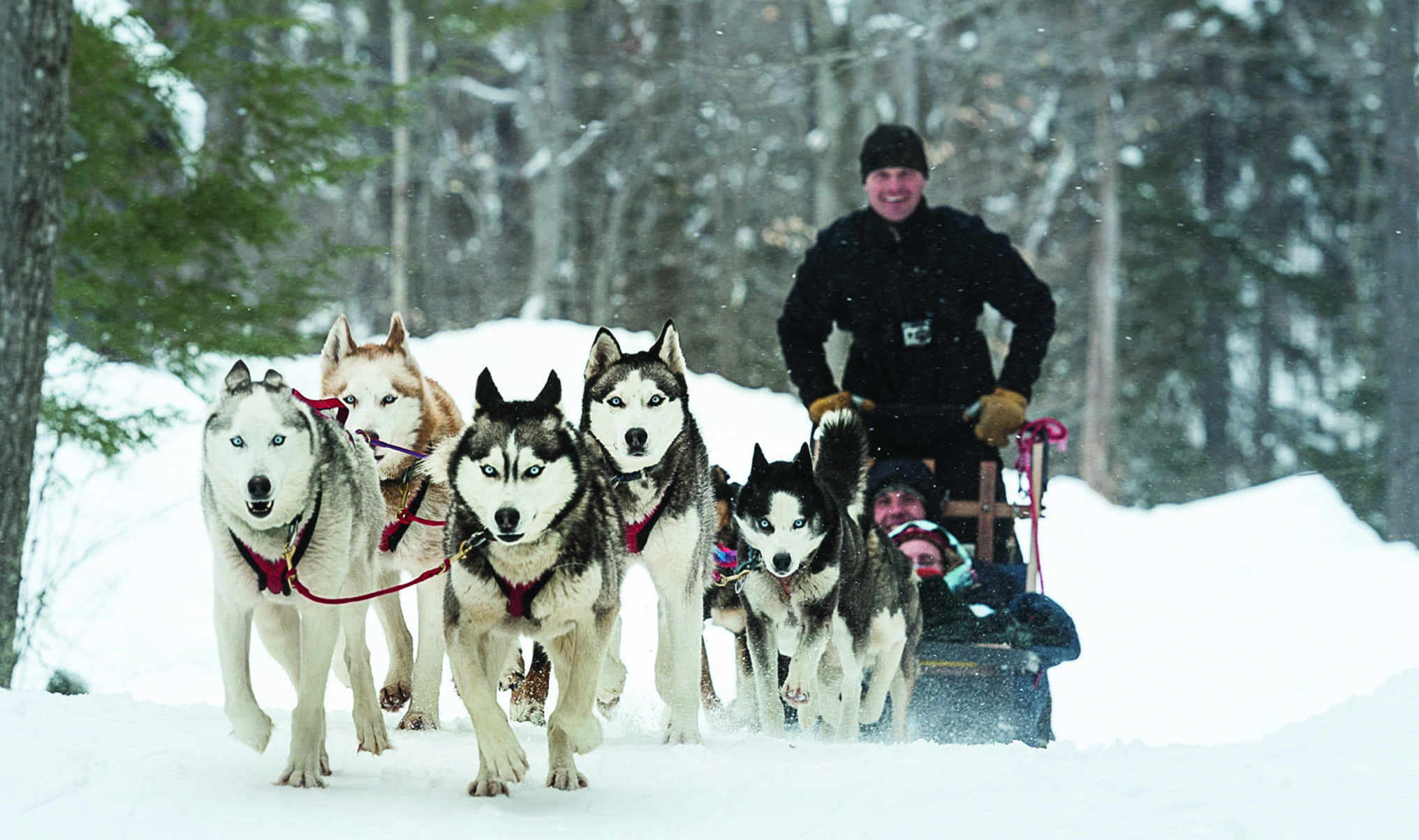 dog sledding