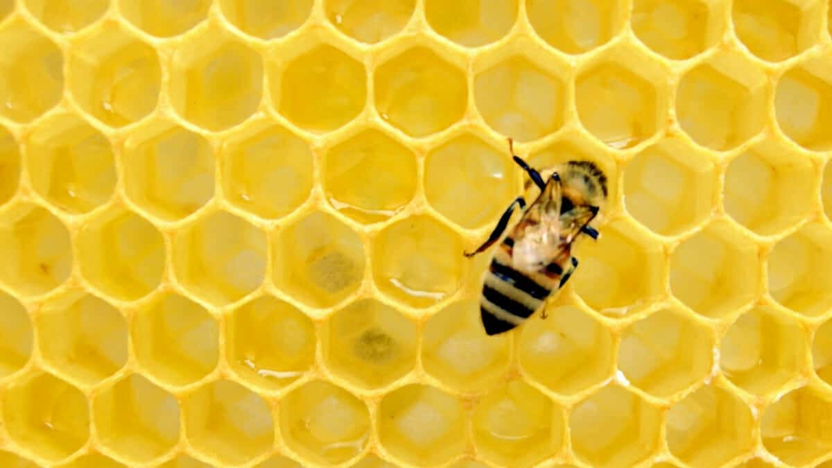 Bee crawling on a hive honeycomb