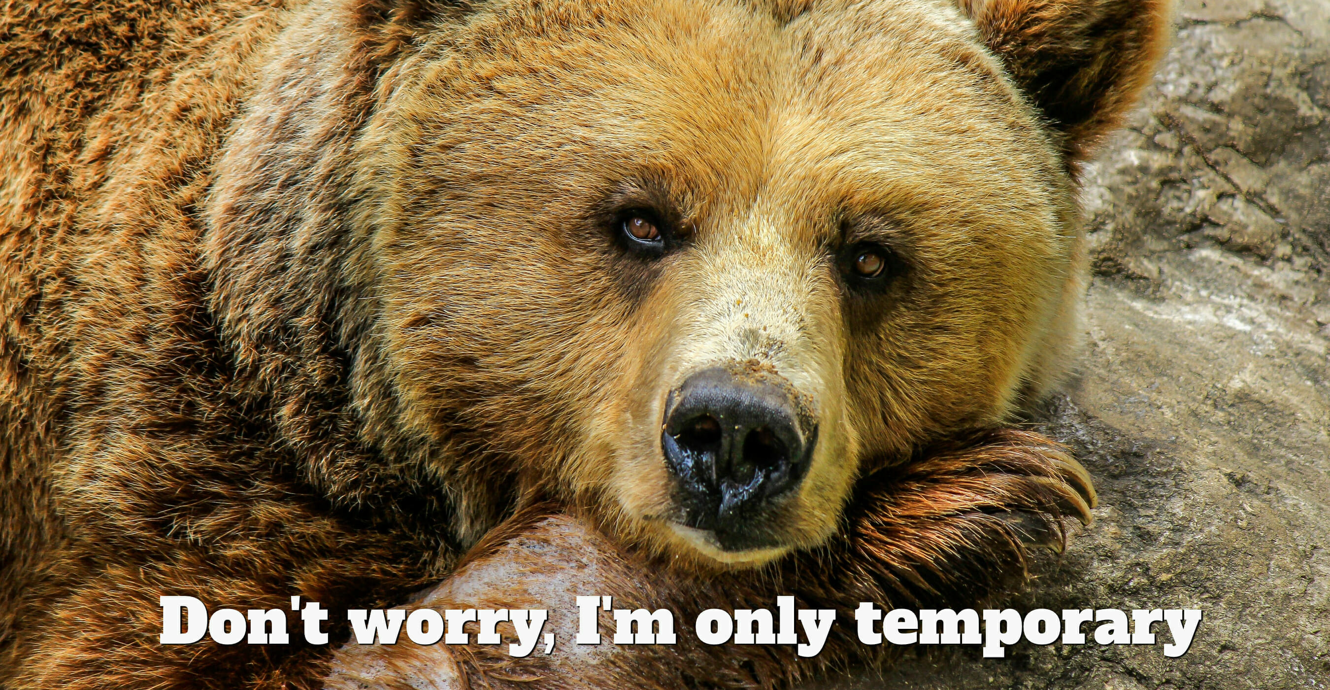 bear-head-resting-on-paws