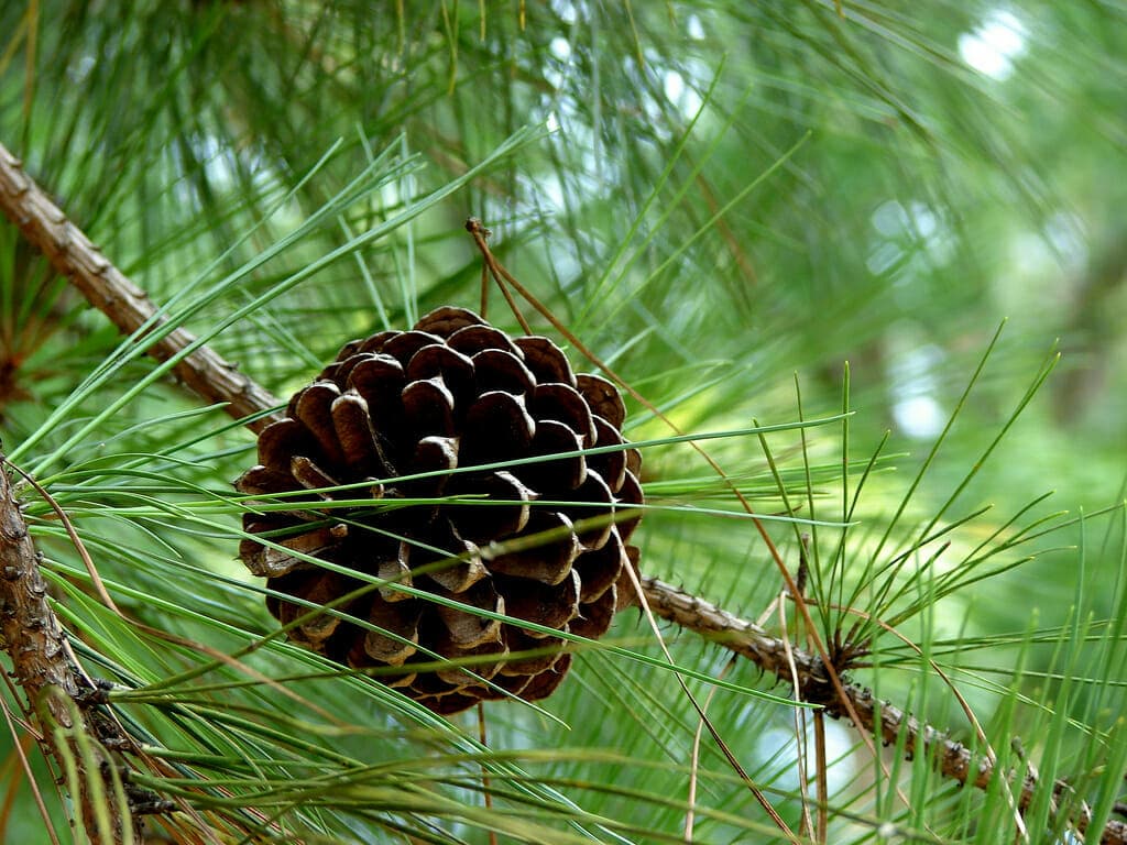 Pine Needles