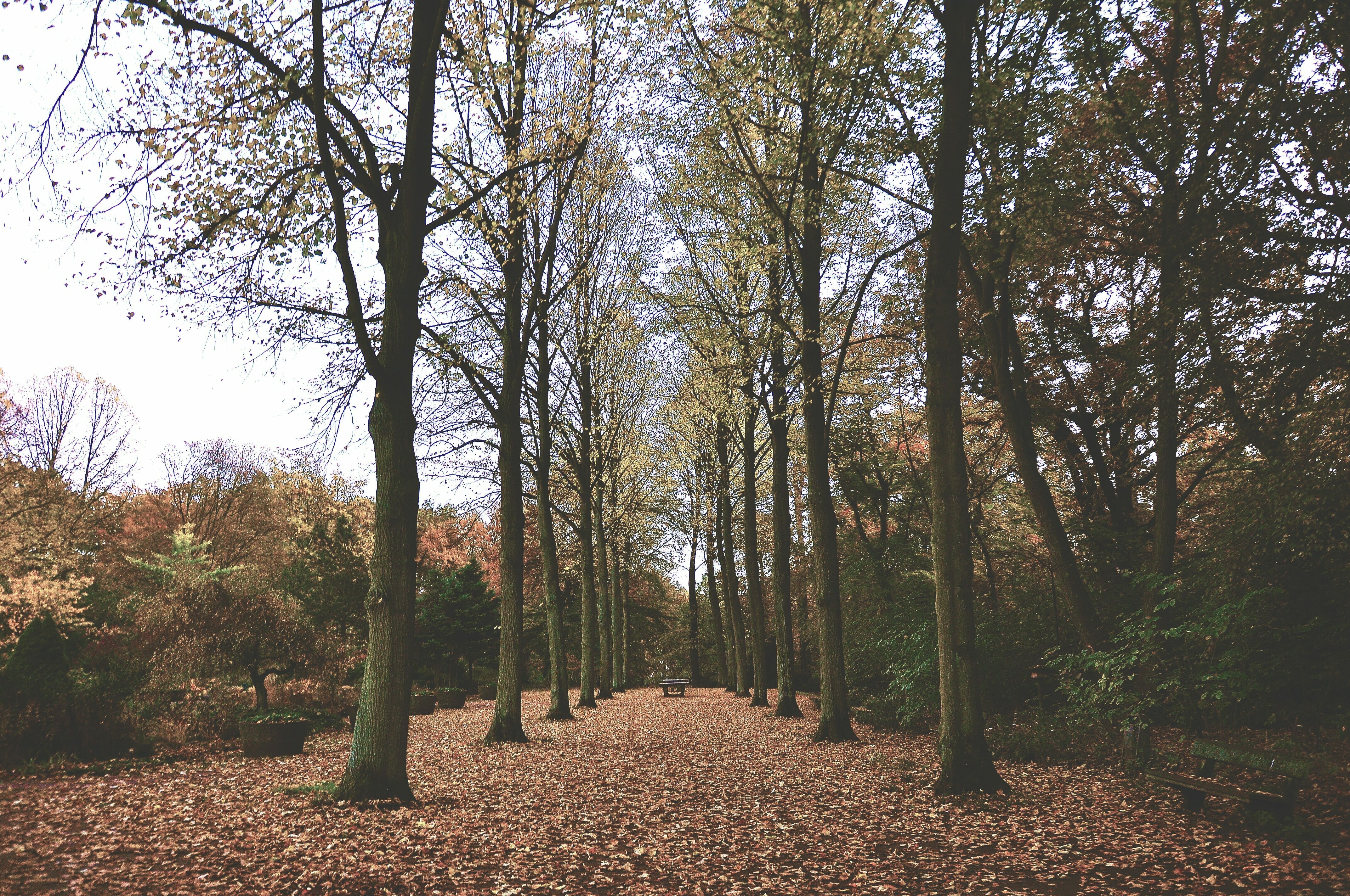 trees in autumn