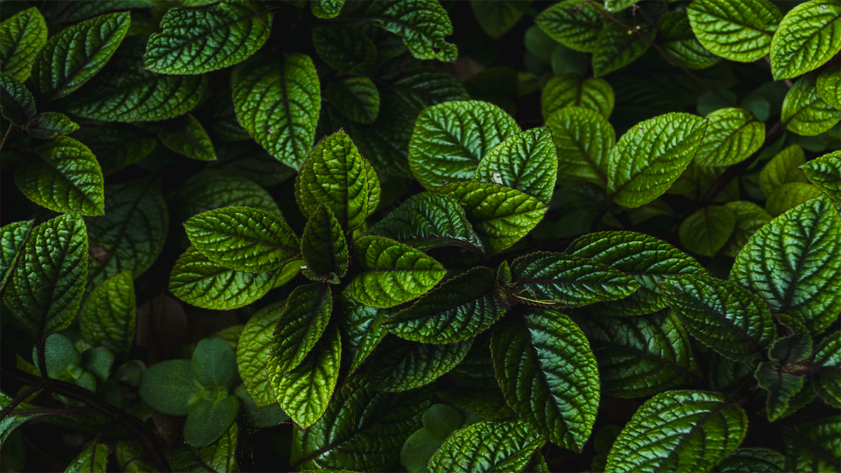 mint green leaves