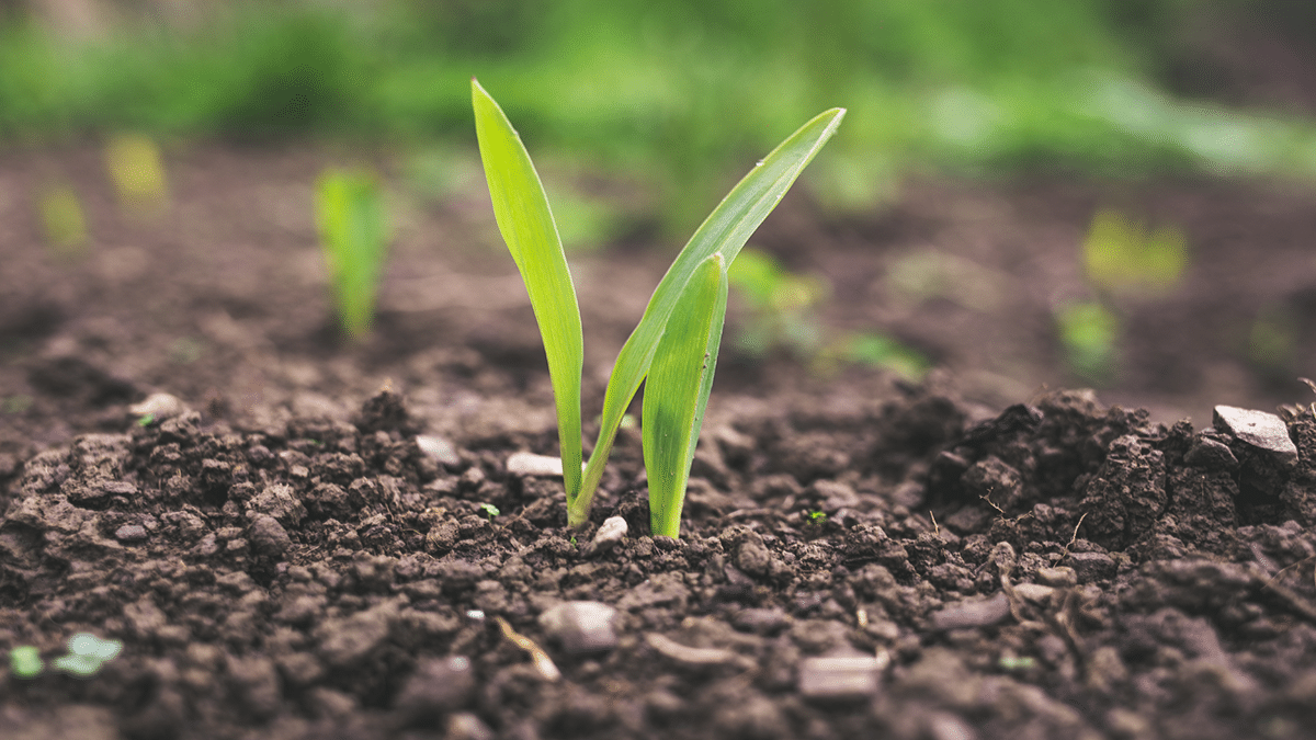 Plants just sprouting out of the dirt