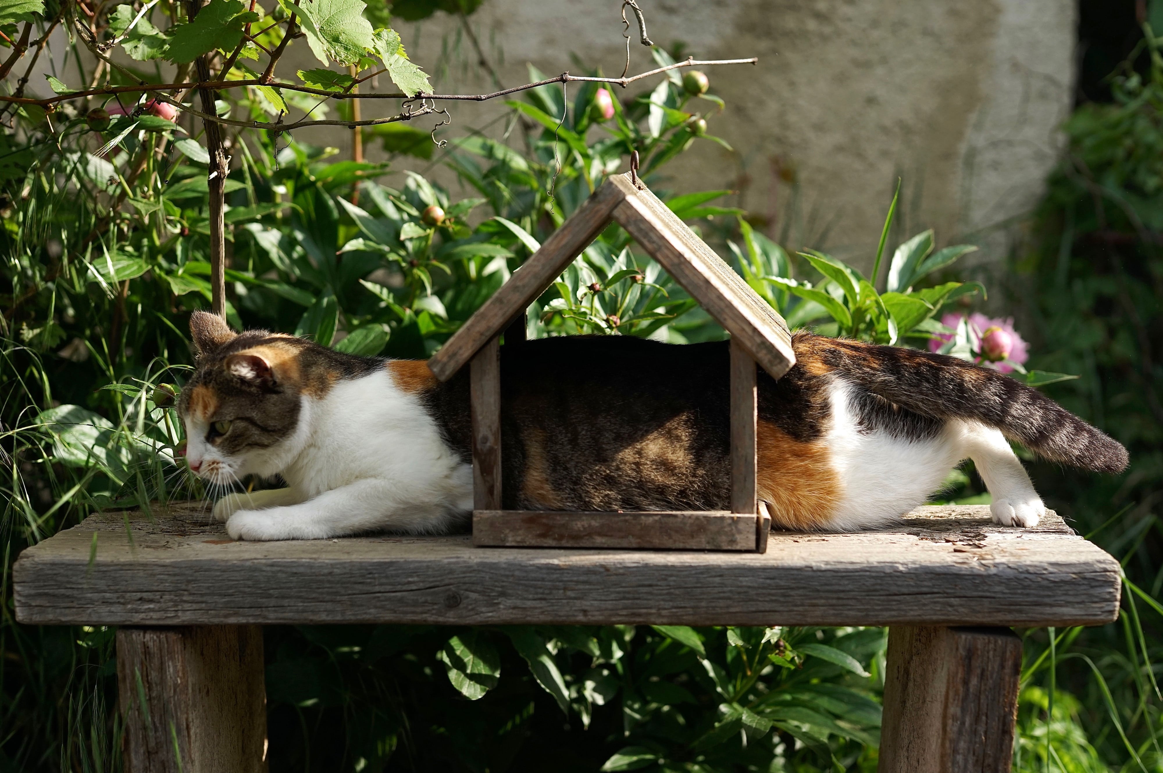 Cat stuck in a birdhouse