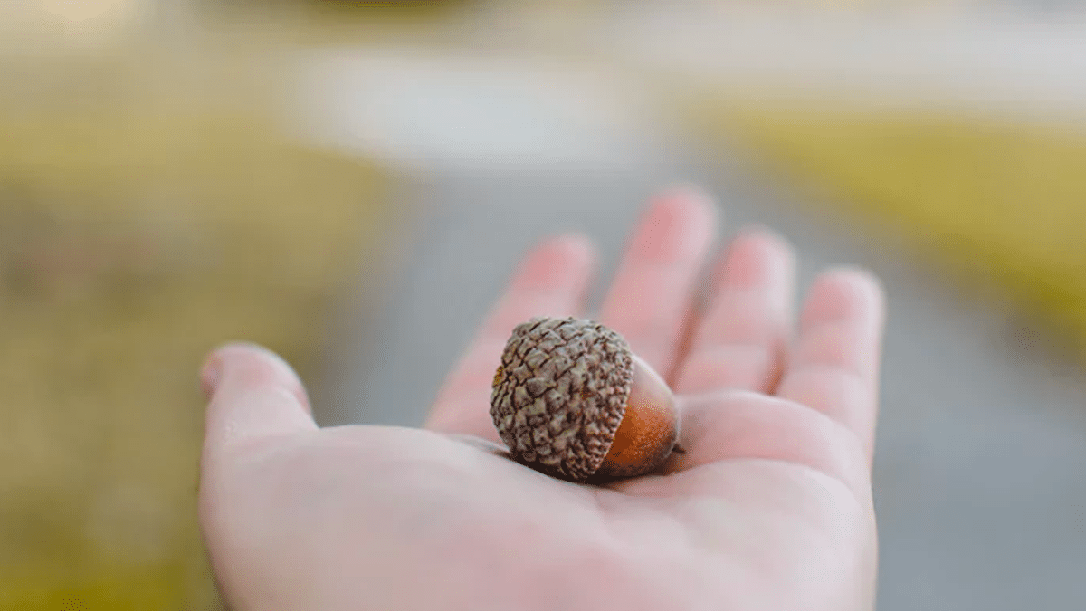 An acorn held in someone's palm.