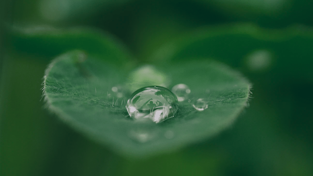 A leaf holding a water droplet.