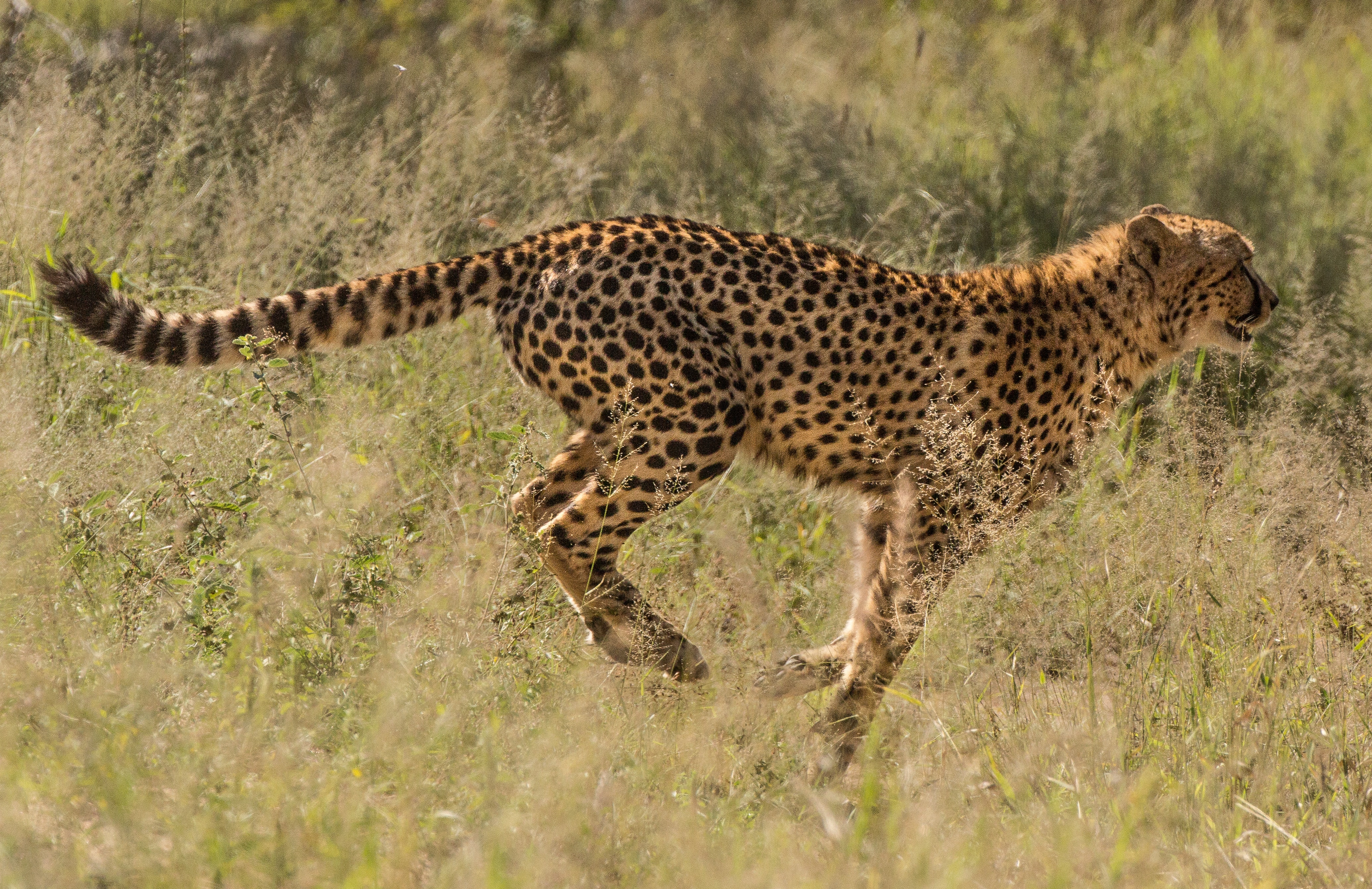 timing-the-market-cheetah
