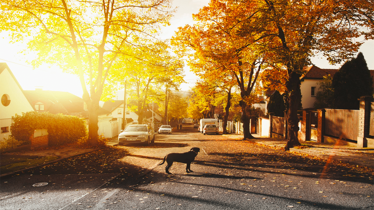 dog in middle of street neighborhood