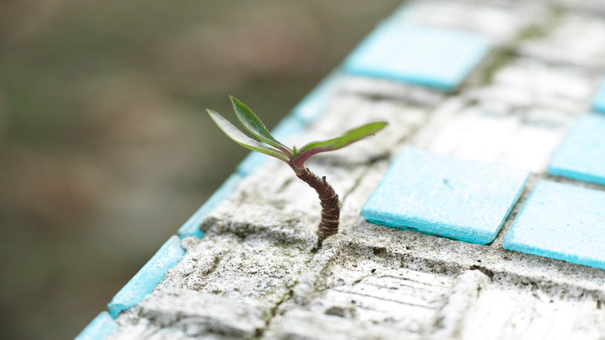 plant growing through concrete