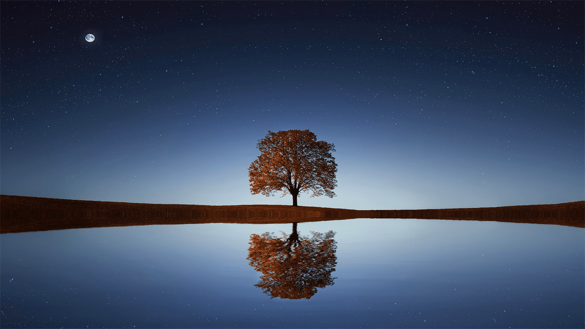 tree by lake