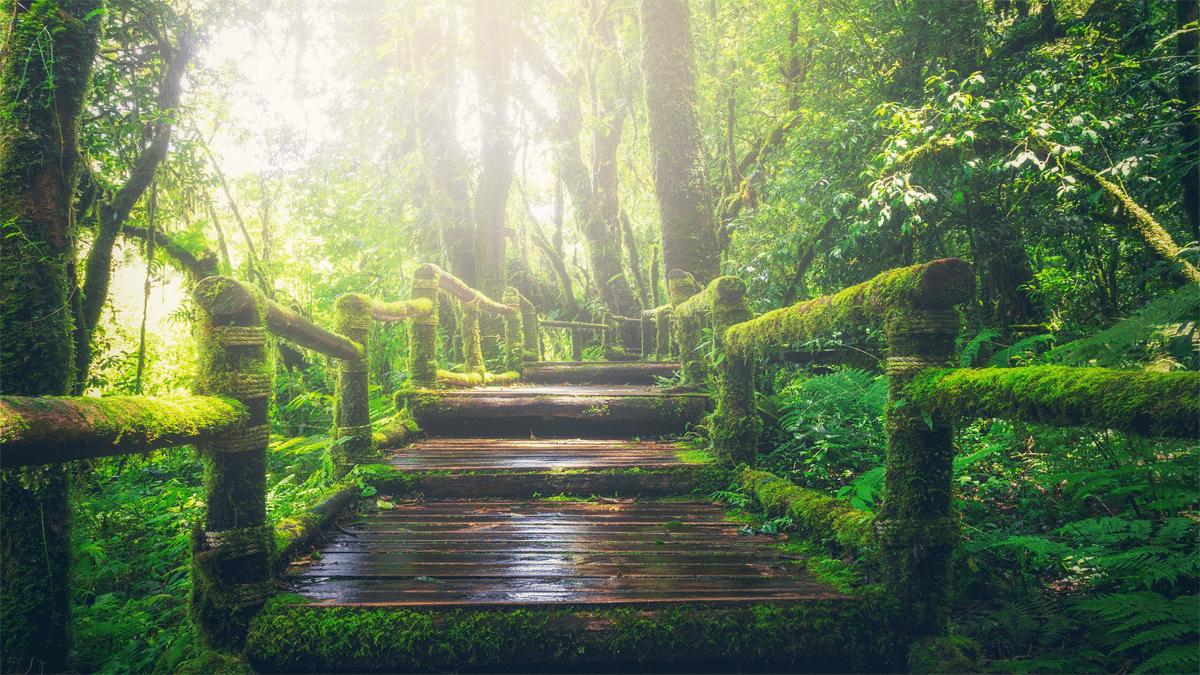 path in woods