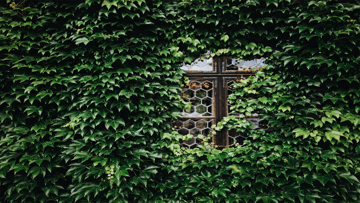 ivy covered wall